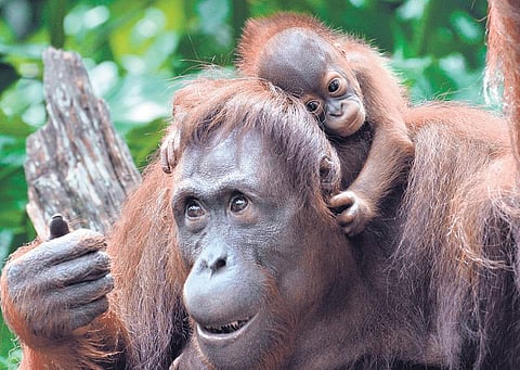 பீப்பி ஊதும் வாலில்லாக் குரங்கு!