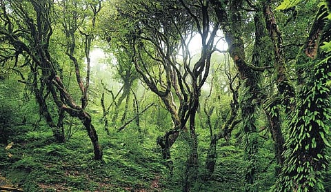 காட்டுக்குக் காவல் இவர்கள்தான்