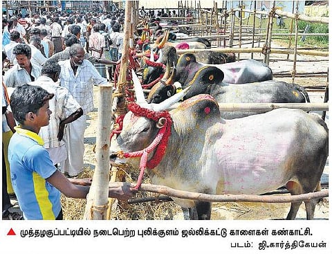 முதல் முறையாக ஜல்லிக்கட்டு காளை கண்காட்சி: புலிக்குளம் காளைகளை அழிவிலிருந்து காக்க வலியுறுத்தல்