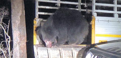 கோத்தகிரியில் பிடிபட்ட கரடி விடுவிப்பு