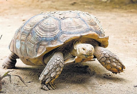 வெப்பத்தை வெல்லும் விலங்குகள்