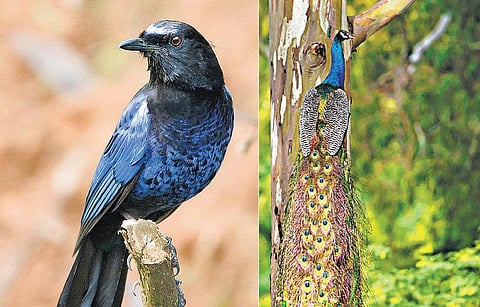 பறவைகளே என் வாழ்க்கை