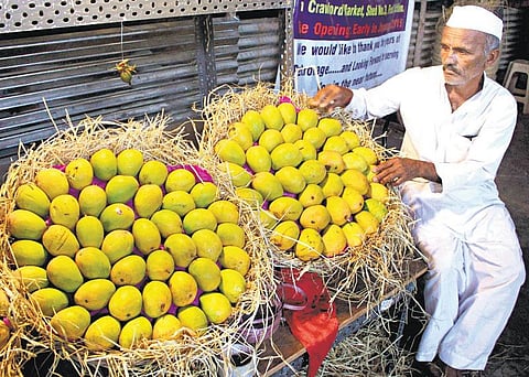 மழையால் சரிந்த அல்போன்சா மாம்பழம்