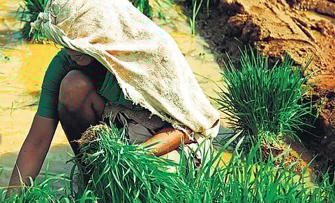 ஒரு பிடி மண்