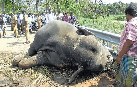 மலைச்சாலையில் மினி லாரி கவிழ்ந்து யானை பலி