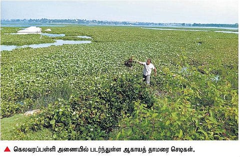 ஓசூர் கெலவரப்பள்ளி அணையை தூய்மைப்படுத்த பேஸ்புக், வாட்ஸ் அப் மூலம் ஆதரவு திரட்டும் இளைஞர்கள்