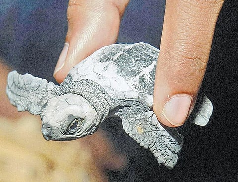 குட்டி ஆமைகளின் எதிரிகள்!