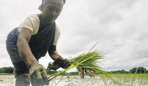 ஒரு பிடி மண் 4 - மாண்புமிகு இந்திய விவசாயி