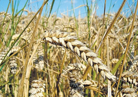 வறட்சியைத் தாங்கும் கோதுமை - சமவெளியிலும் நல்ல விளைச்சல்