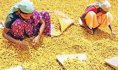 ஈரோடு சந்தையில் மஞ்சள் விலை உயர்வு