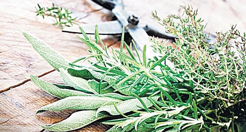 முதலீடு தேவையில்லை மூலிகை தரும் வருமானம்