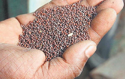 கடுகு உருவம் சிறுசு, பலன்கள் பெருசு: நமது ஊட்ட உணவு