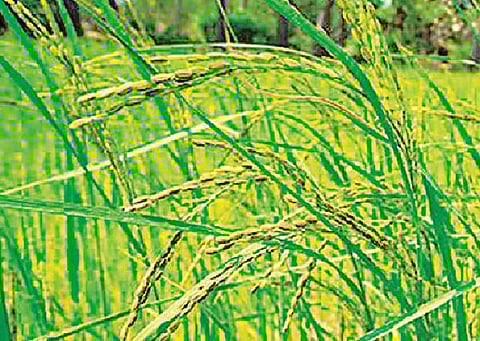 உடலுக்குத் தெம்பு தந்து மருந்தாகும் குடைவாழை