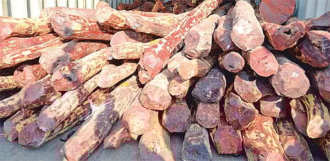 தமிழகத்தில் ஆந்திர போலீஸார் தேடுதல் வேட்டை: செம்மரக் கடத்தலில் மூளையாக செயல்பட்ட முக்கிய குற்றவாளி உட்பட 6 பேர் சிக்கினர் - சென்னை புறநகர் குடோன்களில் 6 டன் பறிமுதல்