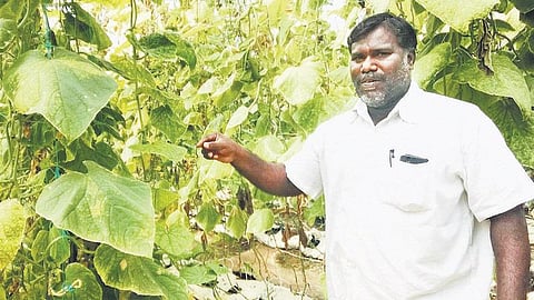 வறட்சிப் பகுதியில் வெள்ளரி ஏற்றுமதி: ஆண்டுக்கு ரூ. 9 லட்சம் வருமானம்