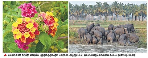 அந்நிய களைச்செடிகளால் யானைகளுக்கு ஆபத்து: களைகளை அழிக்கும் திட்டம் தாமதத்தால் இடம்பெயர்வு அதிகரிப்பு