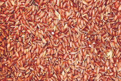 நம் நெல் அறிவோம்: 40 நாட்களுக்குப் பின் முளைக்கும் பூங்கார்