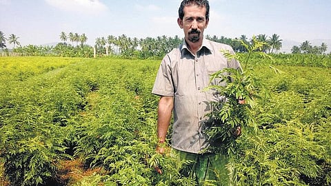 ஆயுள் பயிர் கறிவேப்பிலை: ஆண்டு முழுவதும் வருமானம்