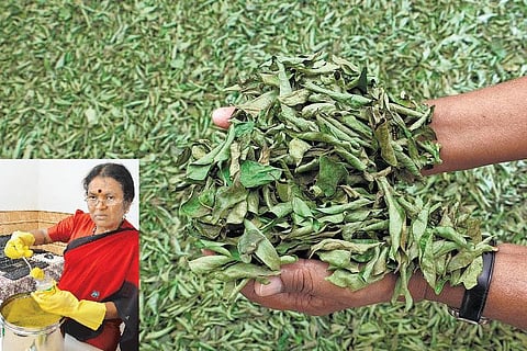 காசு தரும் கறிவேப்பிலை