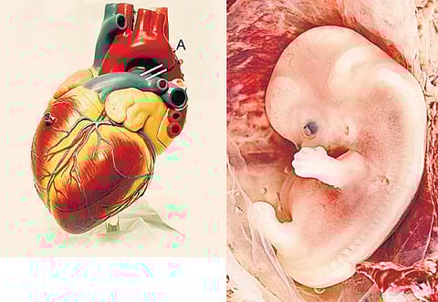ஆதியும் அந்தமுமான அதிசய உறுப்பு