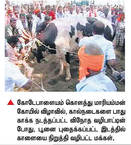 பவானிசாகர் அருகே கால்நடைகளை காக்க பூனையை புதைத்து உயிருடன் மீட்டு விநோத வழிபாடு