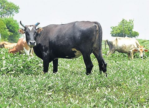 கோடை மழையால் பால் உற்பத்தி அதிகரிப்பு: நாளொன்றுக்கு 50 ஆயிரம் லிட்டர் அதிகம்