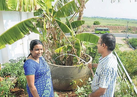 மாடியிலும் மரம் வளர்க்கலாம்