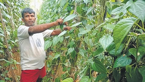வெற்றிலை சாகுபடி தரும் மாதம் ரூ. 70 ஆயிரம்