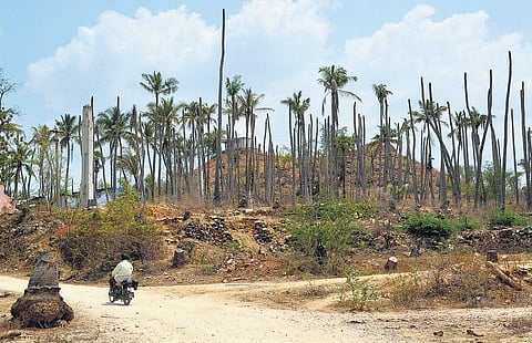 பிள்ளைகளை இப்படி வெட்டலாமா?