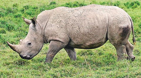 தங்கம், வைரத்தைவிட மதிப்பு மிக்கது காண்டாமிருகத்தின் கொம்பு: ஆய்வில் தகவல்