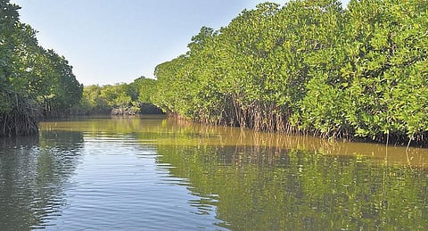 பெருகிவரும் தொழிற்சாலை மாசுபாட்டால் அலையாத்திக் காடுகளில் சேகரமாகும் கன ரக உலோகங்கள்