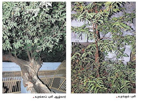 இரவில் உறங்காப் புளி