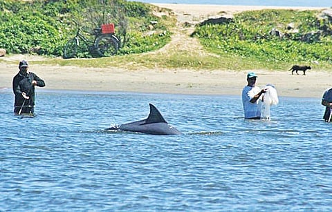 உலக மசாலா: மீன் பிடிக்க உதவும் டால்பின்கள்