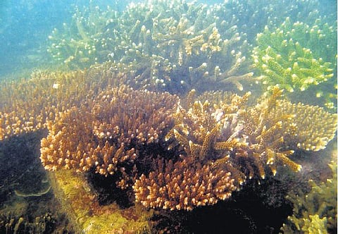 8 சதுர கி.மீ. பரப்பில் புதிதாக பவளப்பாறை வளர்த்து சாதனை: வெற்றிக்கு முன்னோடி மன்னார் வளைகுடா