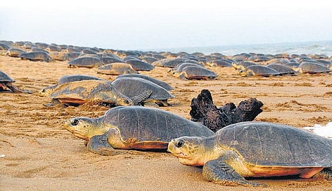 காண இருக்குமா கடல் ஆமைகள்?