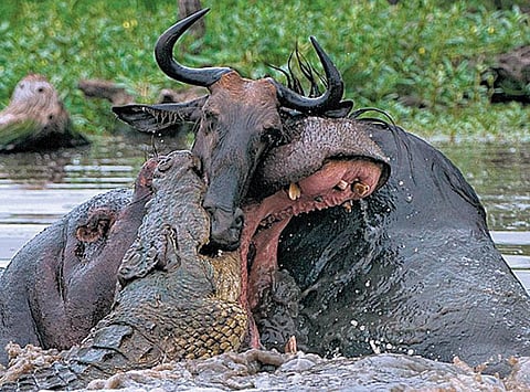 உலக மசாலா: முதலையிடம் இருந்து மானைக் காப்பாற்ற முயன்ற நீர்யானை