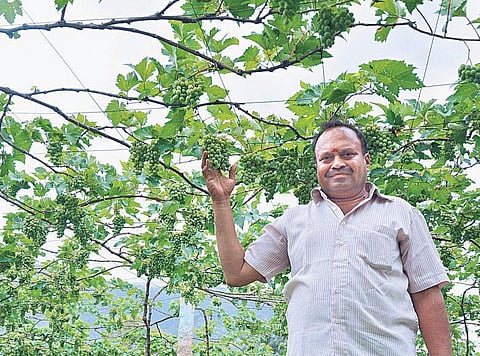 புதுமையான இயற்கை விவசாயம்: ஆண்டு முழுவதும் திராட்சை அறுவடை