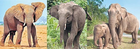 யானை... யானை... குள்ள யானை..!