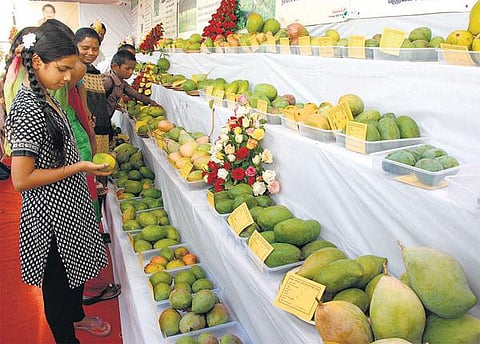 கிருஷ்ணகிரியில் மா விவசாயிகளை ஊக்கப்படுத்த அகில இந்திய மாங்கனி கண்காட்சி தொடக்கம்