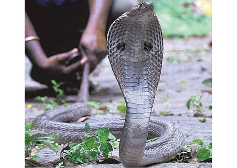 வாட்ஸ்அப் வறுவல்: பாம்பு வளர்த்து பணத்தை அள்ளலாம்!