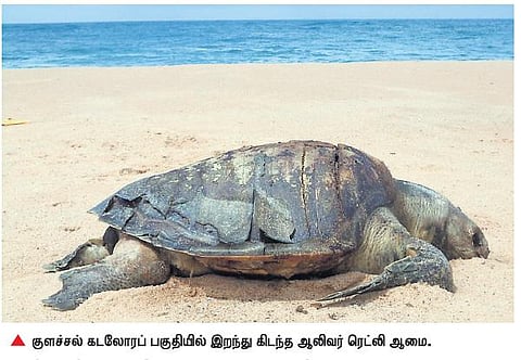கன்னியாகுமரி கடலோரங்களில் இறந்து கரை ஒதுங்கும் ஆலிவர் ரெட்லி ஆமைகள்: பாதுகாக்க நடவடிக்கை தேவை