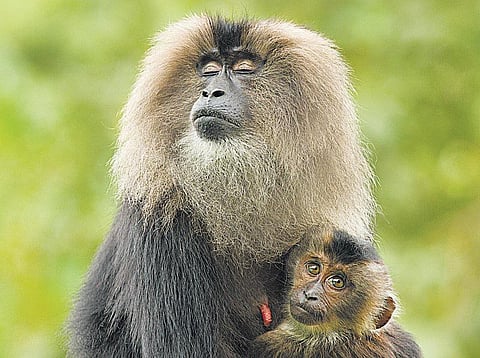 காட்டுக்குள் தேடும் குட்டிப் பையன்