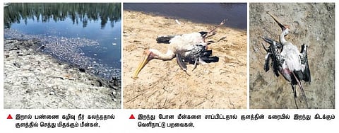 இறால் பண்ணை கழிவுகளால் மரக்காணத்தில் பலியாகும் பறவைகள்