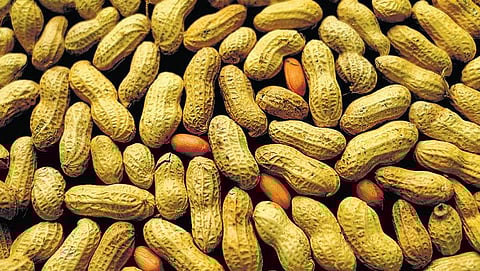 அளவாக சாப்பிட்டால் நீண்ட ஆயுள் தரும் நிலக்கடலை: நெதர்லாந்து ஆய்வில் தகவல்