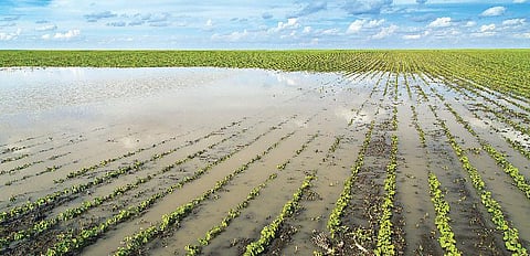 சிக்கலில் இந்திய விவசாயிகள்