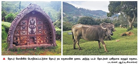 தோடர்கள் வாழ்க்கையின் அங்கமான எருமைகள் அழியும் ஆபத்து