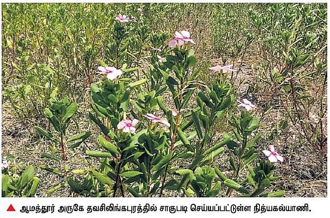 அவுரி, நித்யகல்யாணிக்கு உரிய விலையில்லை: மூலிகை வாரியம் ஏற்படுத்தி கொள்முதல் செய்ய விவசாயிகள் கோரிக்கை