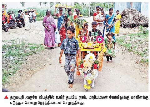 விபத்தில் உயிர் தப்பிய நாய் மாவிளக்கு எடுத்து நேர்த்திக்கடன்: தருமபுரி அருகே பரவசம்