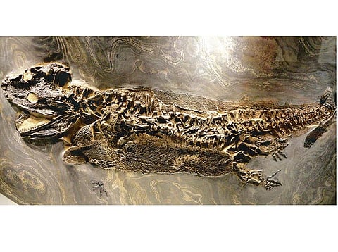 ஆறாவது அறிவும் ஆறாவது பேரழிவும்