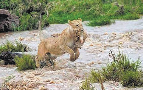 குஜராத் வெள்ளத்தில் சிக்கிய 7 சிங்கங்கள் பலி